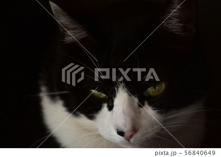 猫　ハチワレ 56840649