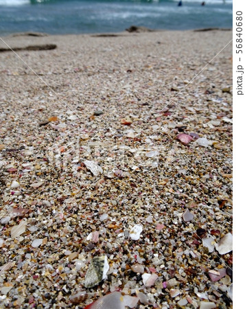 [伊豆の多々戸浜] 貝が沢山落ちている美しい浜 56840680