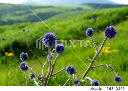 阿蘇 産山村の草原に咲くヒゴタイの花 阿蘇 産山村の草原に咲くヒゴタイの花 56840866