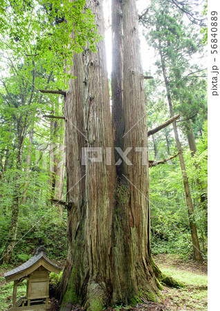 法内の八本杉 秋田県 法内の八本杉 秋田県 56840889