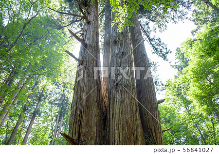 天然秋田杉　秋田県 56841027