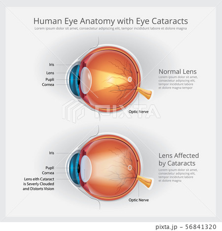 Human Eye Anatomy Vector Illustrationのイラスト素材 …