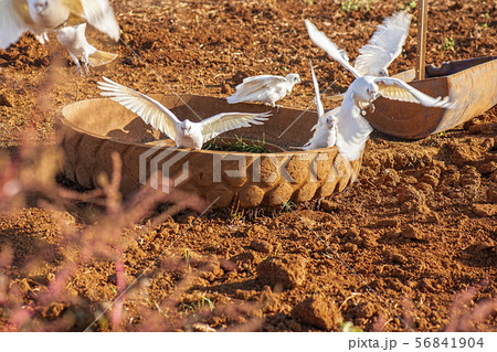 Flock of corella birds. Flock of corella birds. 56841904