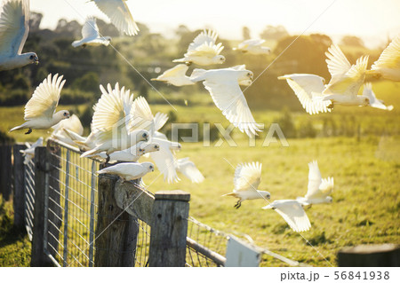 Flock of corella birds. Flock of corella birds. 56841938