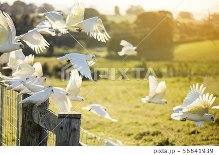 Flock of corella birds. Flock of corella birds. 56841939