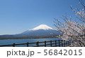富士五湖_山中湖_長池_春_桜_H430M4090 56842015