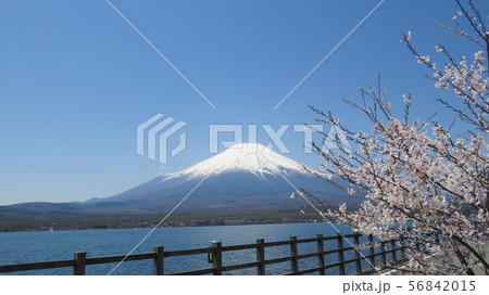富士五湖_山中湖_長池_春_桜_H430M4090 56842015