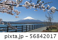 富士五湖_山中湖_長池_春_桜_H430M4116 56842017