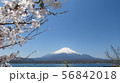 富士五湖_山中湖_長池_春_桜_H430M4136 56842018