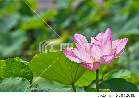 ピンクのハスの花 56842689
