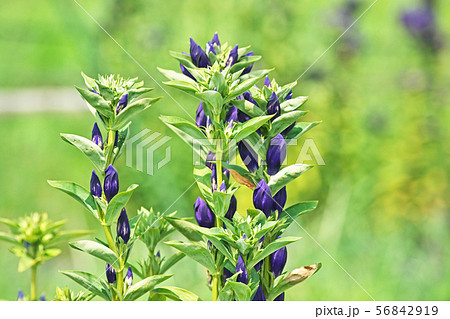 紫のリンドウの花 紫のリンドウの花 56842919