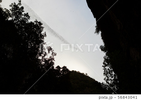 Bats flying in Gunung Mulu national park 56843041