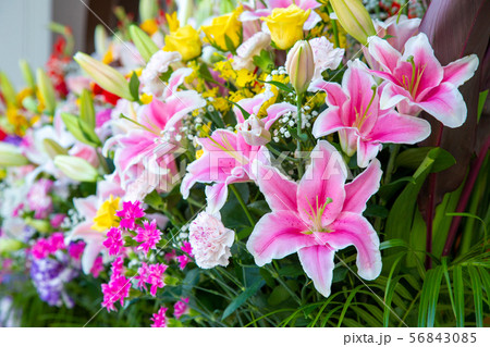 開店祝いの花 開店祝いの花 56843085