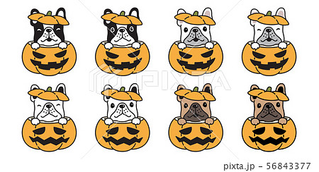 dog vector french bulldog pumpkin Halloween icon dog vector french bulldog pumpkin Halloween icon 56843377