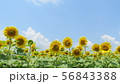 富士五胡_山中湖_花の都公園大左ひまわり_イラスト_I804M6799 56843388