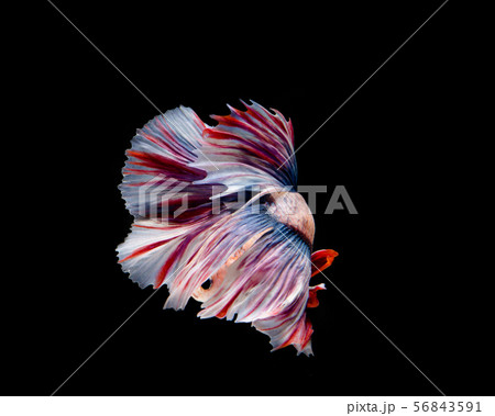 Multi-color betta fish, siamese fighting fish on 56843591
