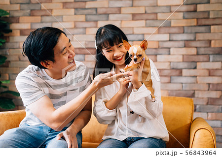Young Asian male and female pet owners play with Chihuahua dog at indoors home Young Asian male and female pet owners play with Chihuahua dog at indoors home 56843964