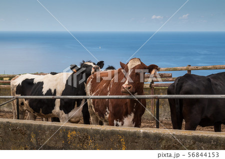 Cows and Atlantic ocean, Azores Islands 56844153