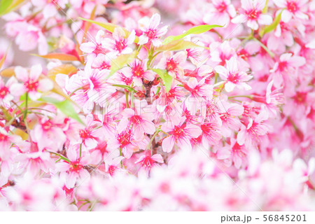 Cherry Blossom in spring with soft focus, 56845201