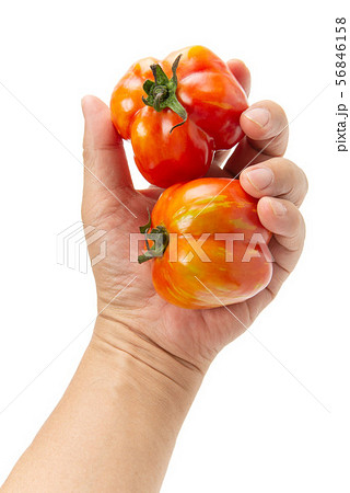 ストライプドキャバーン 56846158