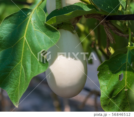 西洋ナス　白ナス 56846512