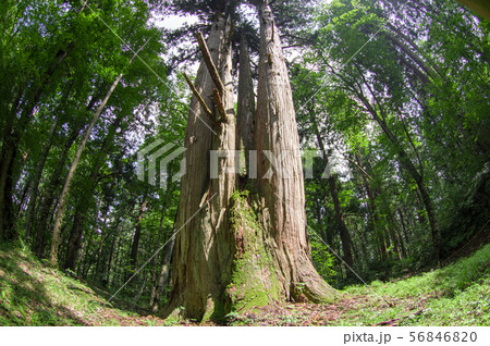 法内の八本杉　秋田県 56846820