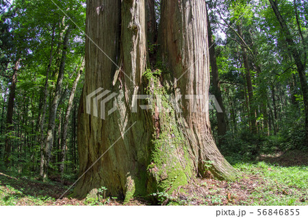 法内の八本杉 秋田県 法内の八本杉 秋田県 56846855