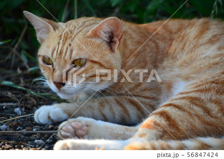 漁港の野良猫 漁港の野良猫 56847424