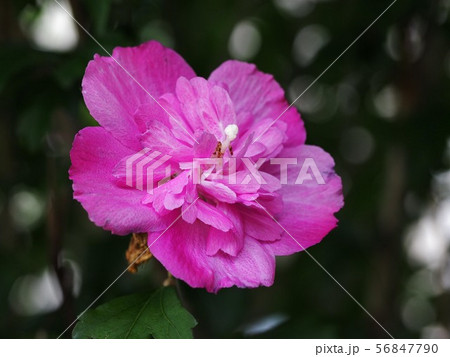赤紫色のムクゲの花のクローズアップの写真素材