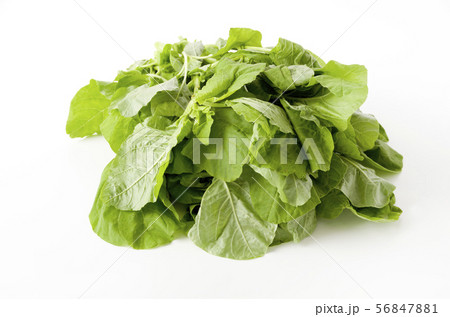 アマランサスの葉（葉野菜） 56847881