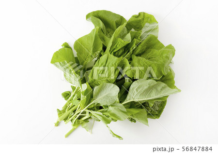 アマランサスの葉（葉野菜） 56847884