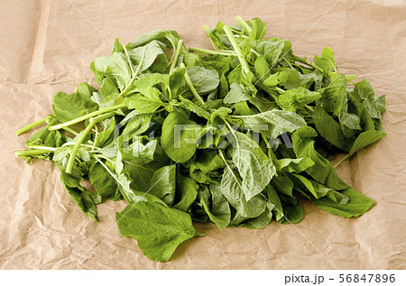アマランサスの葉（葉野菜） 56847896