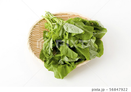 アマランサスの葉(葉野菜) アマランサスの葉(葉野菜) 56847922