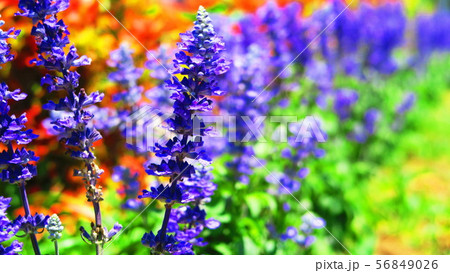 サルビア ファリナセア ブルーサルビア の花の写真素材