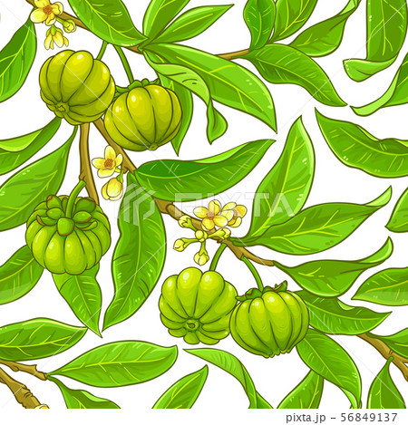 garcinia vector pattern garcinia vector pattern 56849137