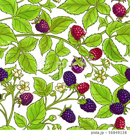 boysenberry vector pattern 56849138