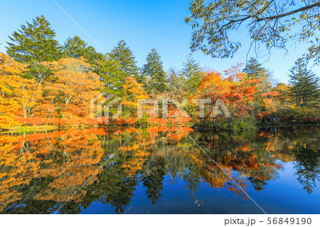 Beautiful Japan autumn at Kumoba Pond or Kumoba Beautiful Japan autumn at Kumoba Pond or Kumoba 56849190