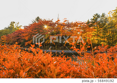 Beautiful Japan autumn at Kumoba Pond or Kumoba 56849192