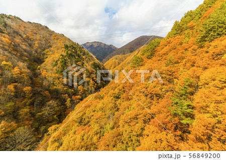 Beautiful autumn leaves of  Takase in omachi 56849200
