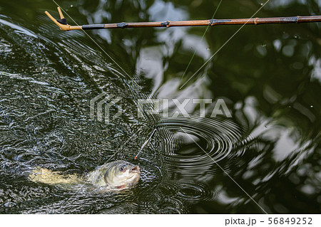 ヘラ鮒釣り　釣り 56849252