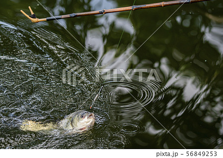 ヘラ鮒釣り　釣り 56849253