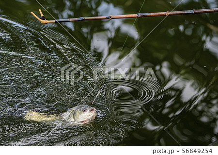ヘラ鮒釣り　釣り 56849254