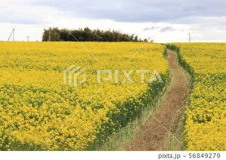 菜の花畑と小道 -風を感じて 56849279