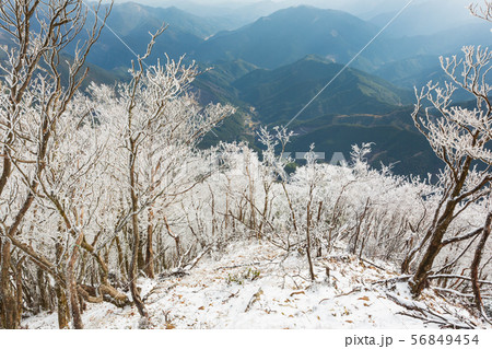 山頂の霧氷 56849454