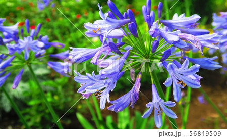 アガパンサス ムラサキクンシラン の花の写真素材