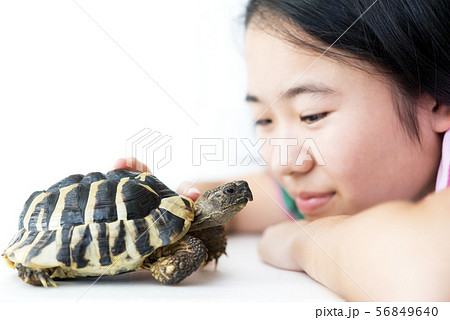 女の子とペットのリクガメ 女の子とペットのリクガメ 56849640