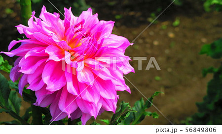 ピンク色の花たち 今日のjra こんな写真撮ってます 売ってます