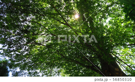 赤羽自然観察公園の樹木の風景 56850310