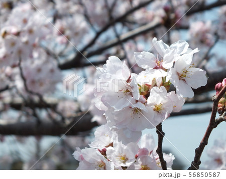 桜 56850587