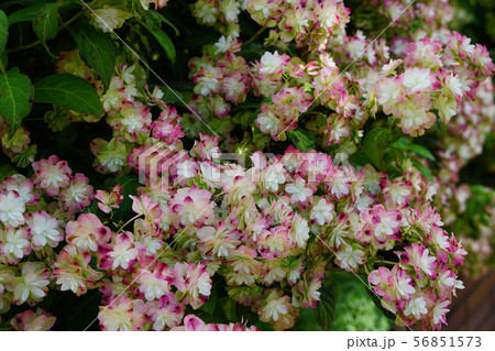 赤く染まりつつある美しい八重のヤマアジサイ 56851573